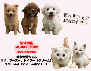 新入生フェア開催中です🐶🐱